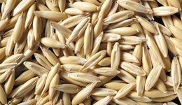 Spring Oat Forum